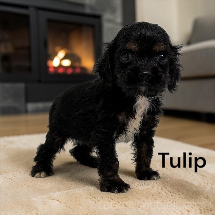 puppy, for, sale, Cocker Spaniel, Joe & Cherri  Overlease, dog, breeder, Miller, MO, dog-breeder, puppy-for-sale, forsale, nearby, find, puppyfind, locator, puppylocator, aca